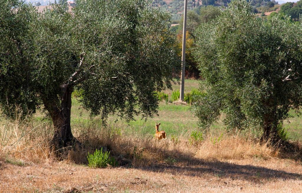 Agriturismo Prati Degli Orti Montiano  Exterior foto